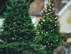 Wesołych Świąt - Na zdjęciu widać choinki ubrane w świąteczne lampki